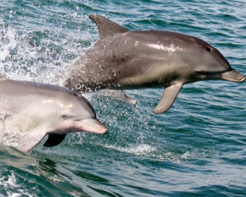 Dolphin Sightseeing Jet Ski Tour in Bradenton