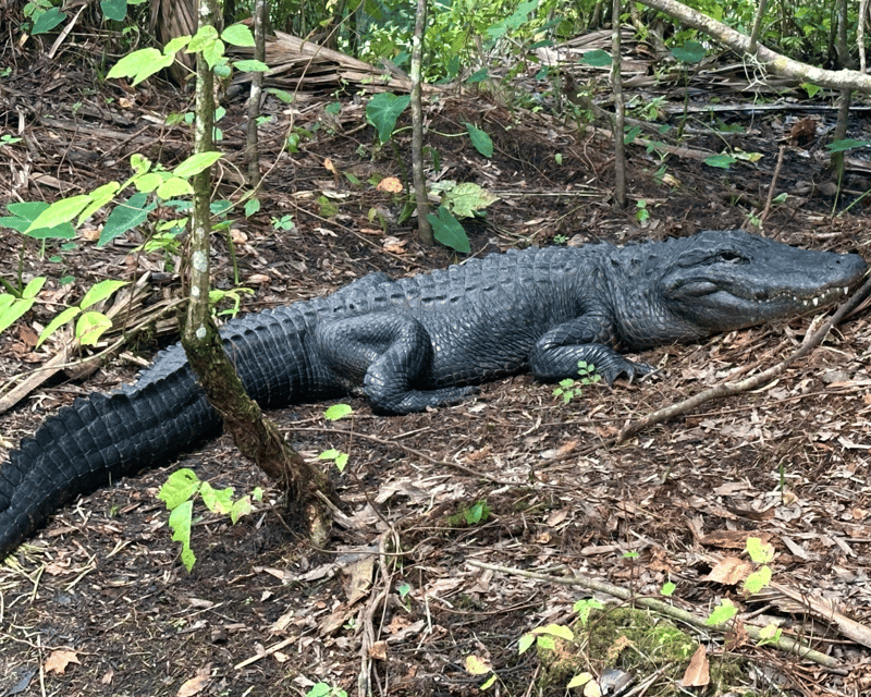 Clear Kayak Alligator Tour at Silver Springs State Park