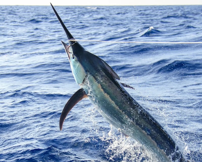 8-Hour Swordfish Fishing Charter in Key West