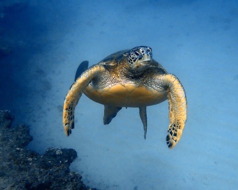 Guided Turtle Snorkeling Tour in Honolulu