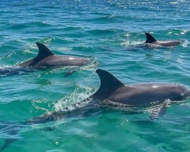 Destin Harbor Dolphin Cruise on a Catamaran