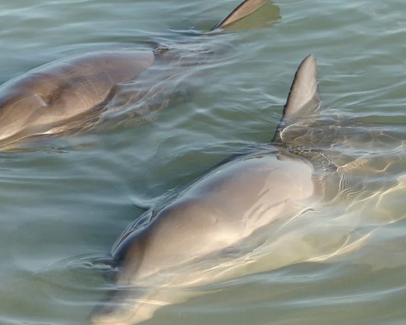 Sunset Dolphin & Manatee Paddle Tour in Merritt Island