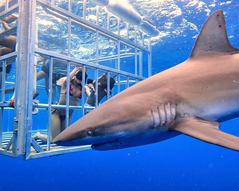 Open-Ocean Shark Cage Dive in Haleiwa