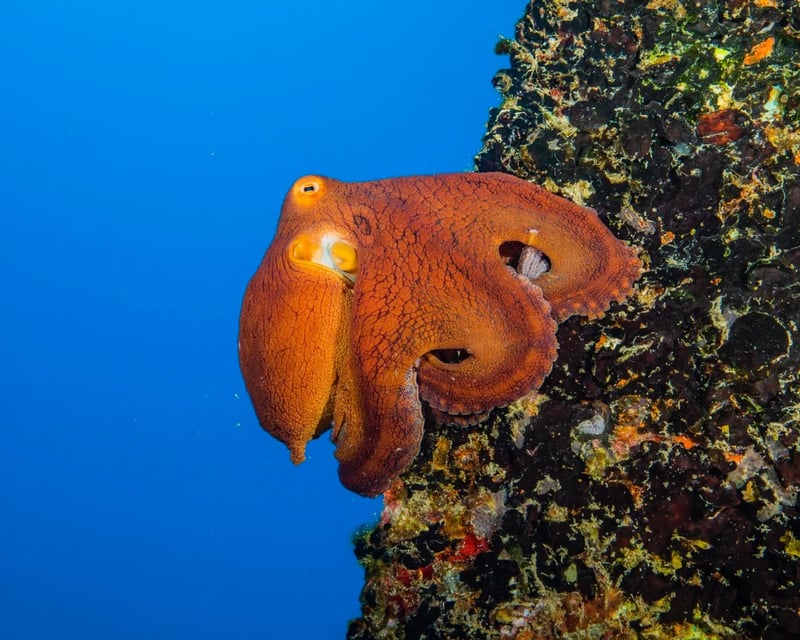 Dive with Turtles & Rays on Honolulu's Reefs