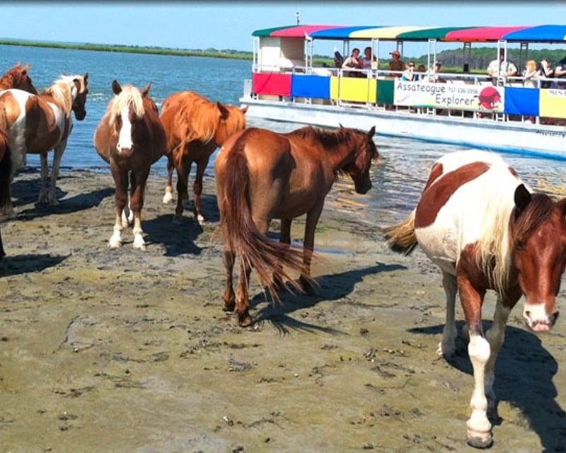 Assateague Wild Pony & Wildlife Cruise from Chincoteague