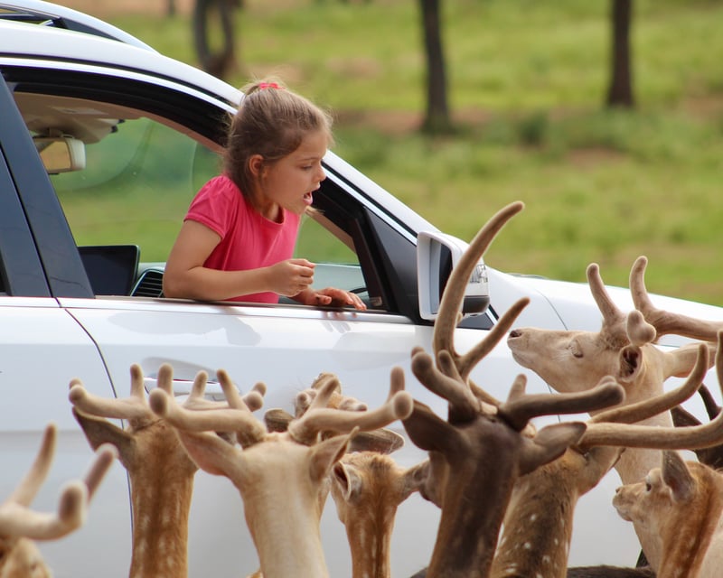 Drive-Thru Safari in Your Own Vehicle