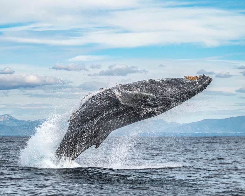 Whale Watching Tour Targeting 10+ Species in San Diego