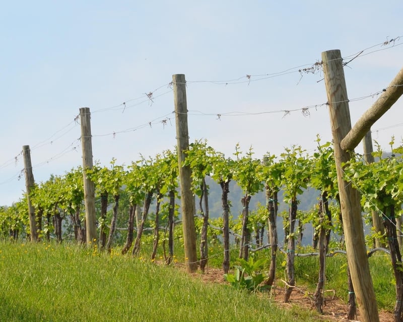Private Veritas Winery Horseback Ride Near Charlottesville