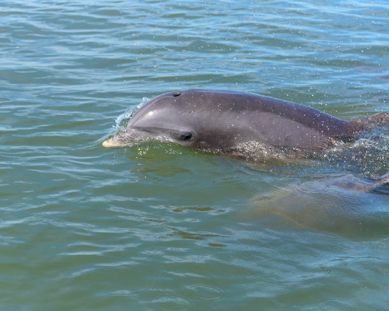 Homosassa River Dolphin & Manatee Pontoon Tour