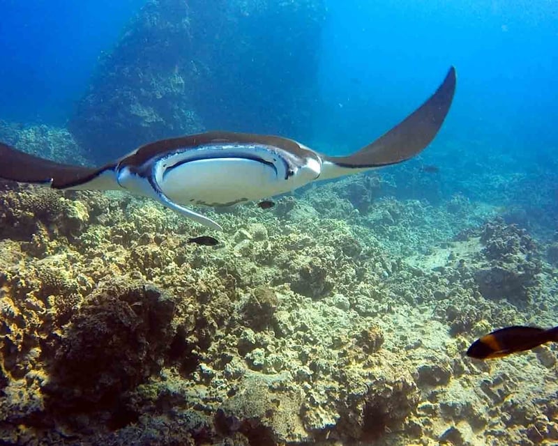 Kona 2-Tank Guided Scuba Dive Charter
