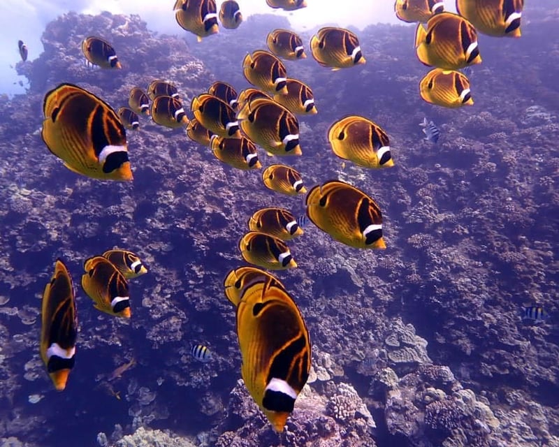 Dive Lanai Cathedrals 8-Hour Scuba Trip