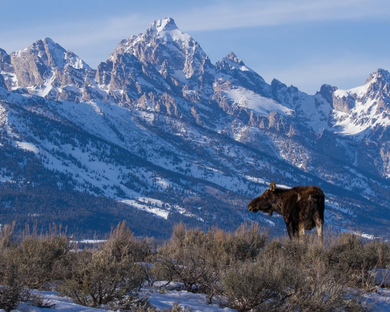 Full-Day Grand Teton National Park Wildlife & Snowshoe Tour