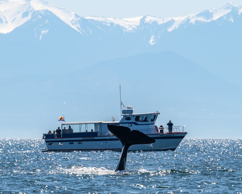 Orcas Island 3–5 Hour Orca Whale Watching Cruise