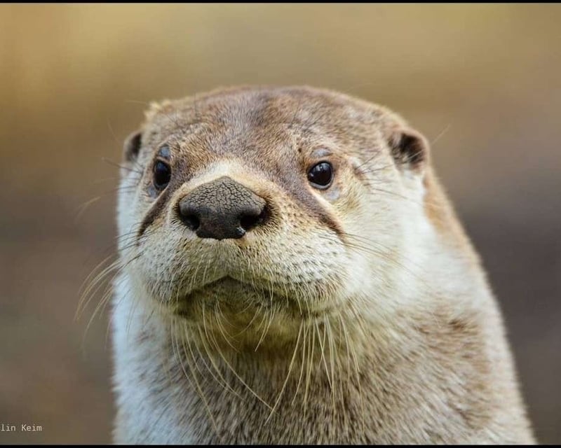 Addon image