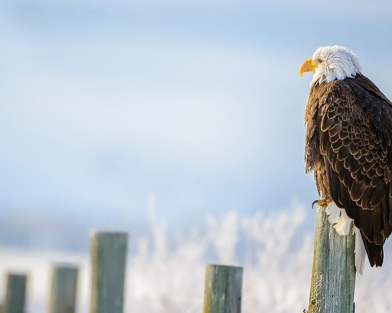 Wildlife Snowmobile Tour in Gros Ventre Valley