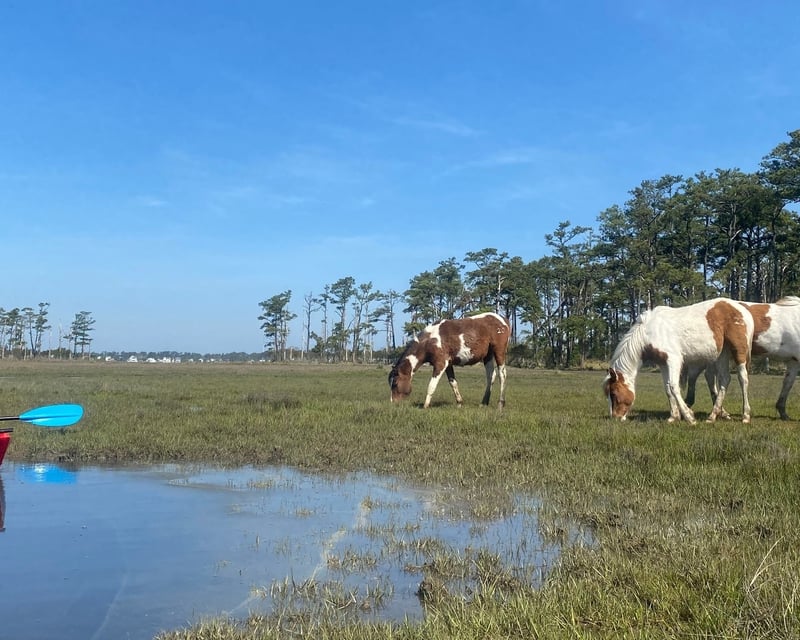 Morning Wild Pony Kayak Tour from Chincoteague