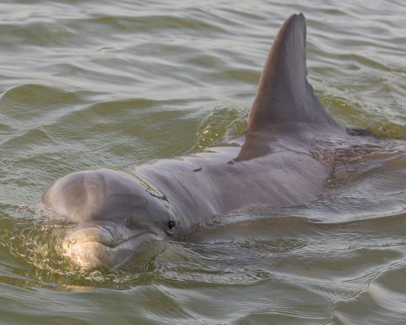 Dolphin Cruise in Hilton Head Island