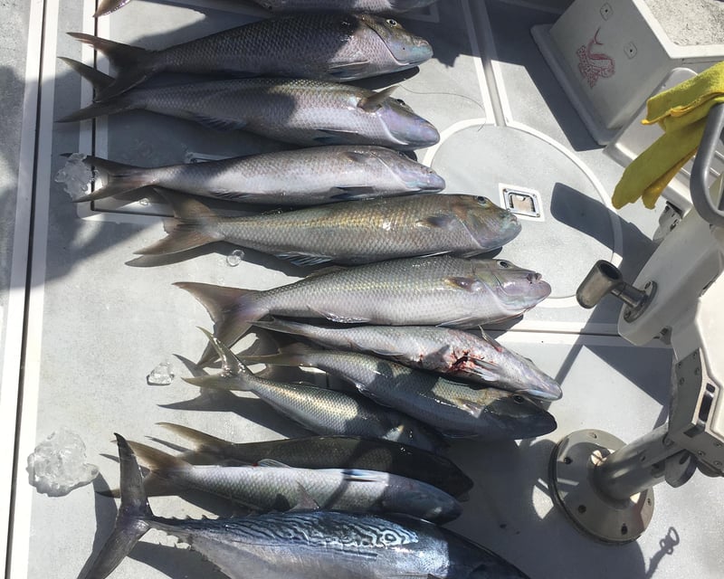 Shared 3/4-Day Deep Sea Fishing Charter in Honolulu