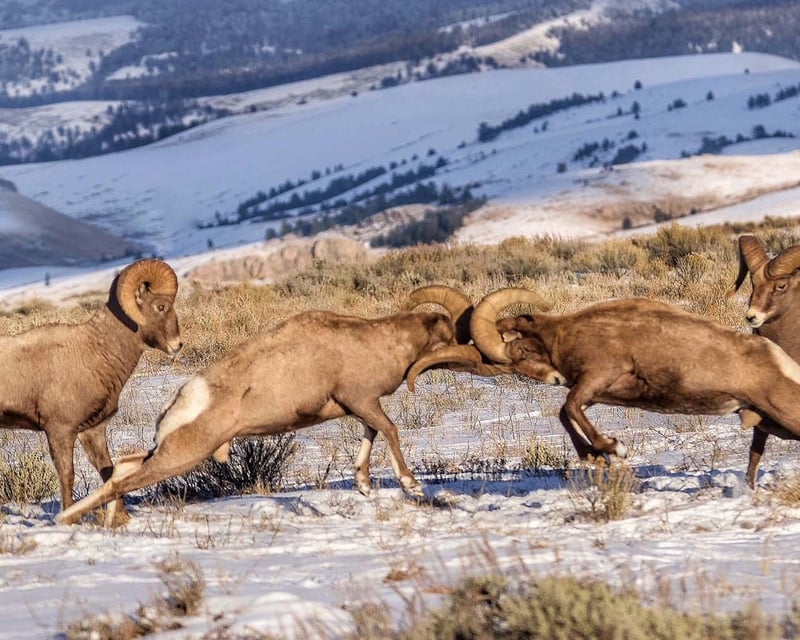 Grand Teton National Park Winter Wildlife & Petroglyph Tour