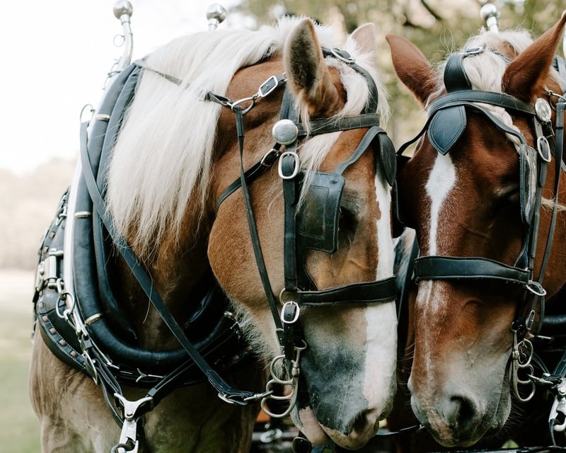 Horse-Drawn Wagon Ride at Stone Gables Estate
