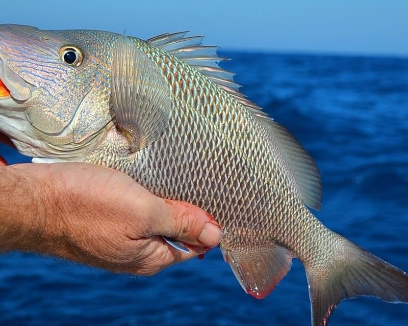 4-Hour Fishing Charter in Georgetown