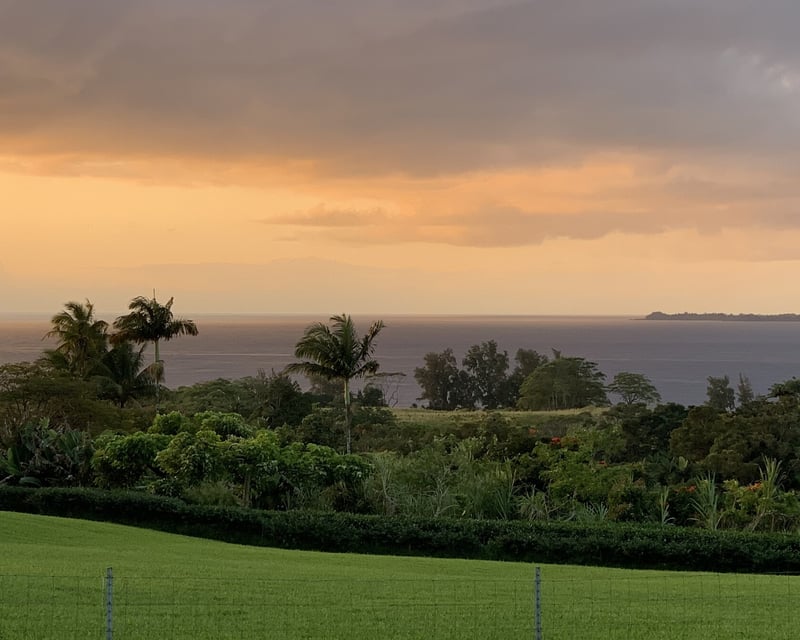 Ocean View Tea Farm Tour & Tasting in Papaikou