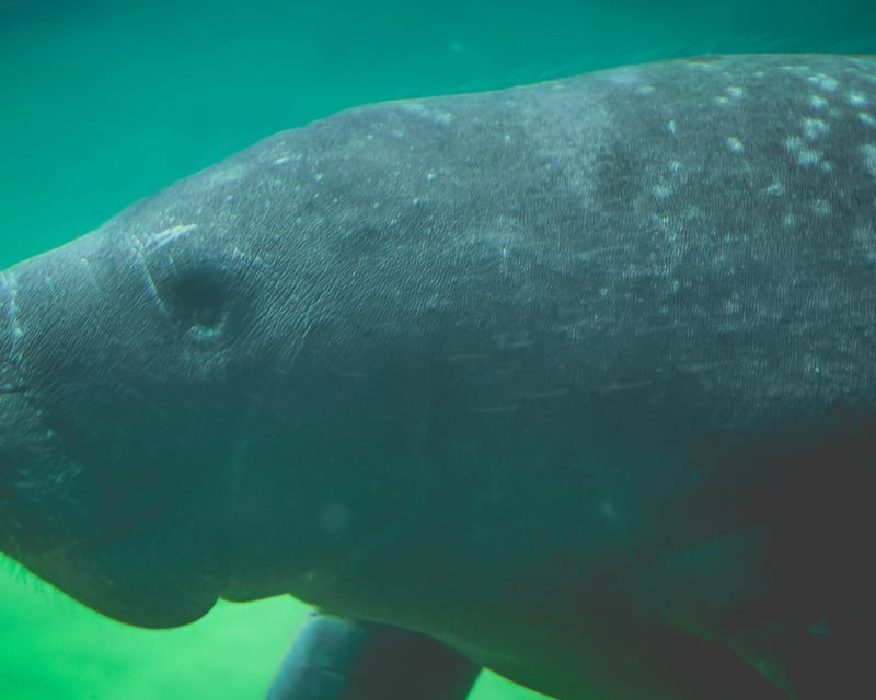Key West Manatee Mangrove Cruise