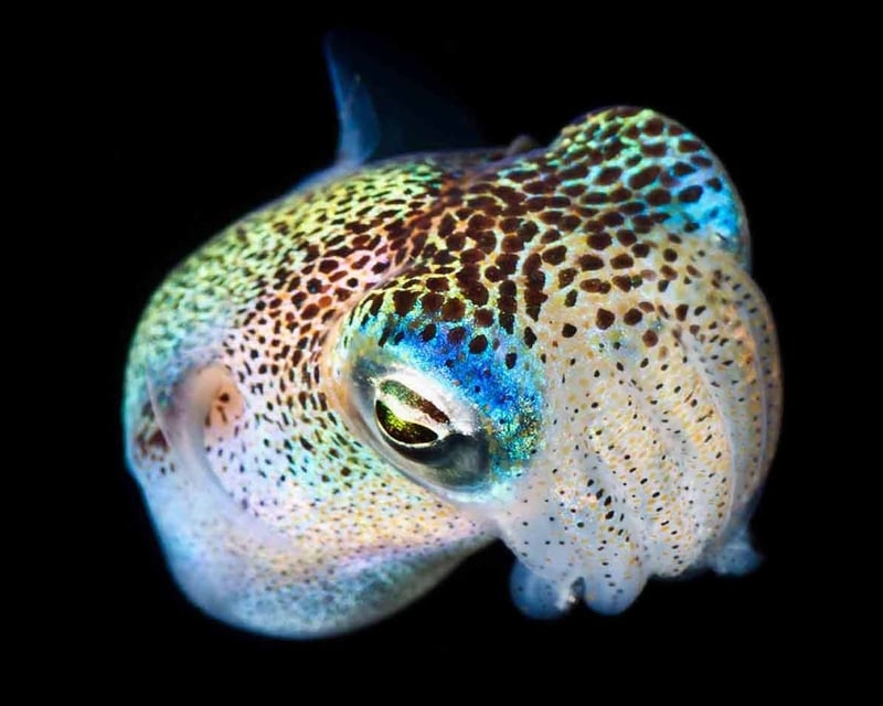 Kailua-Kona Blackwater Night Dive