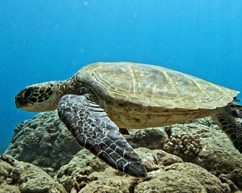 West Side Oahu Beginner 2-Tank Scuba Charter