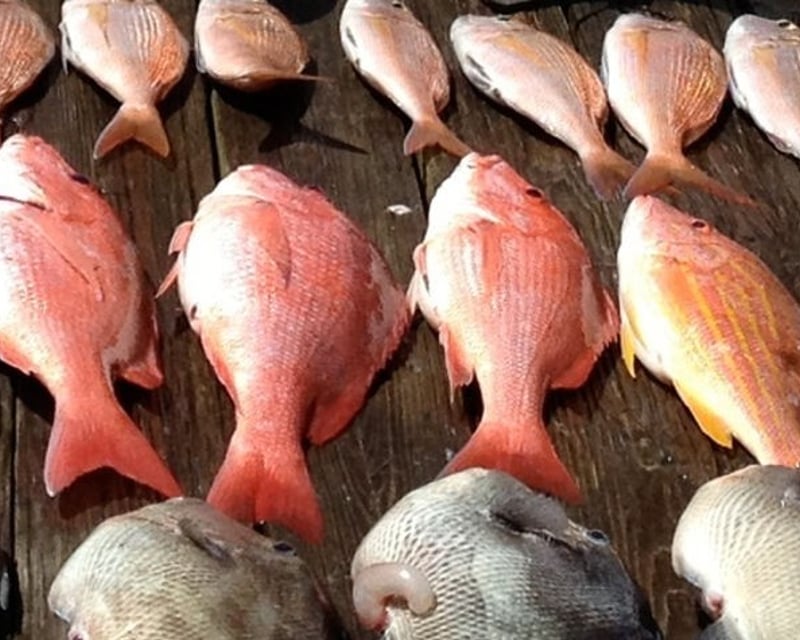 6-Hour Reef Fishing Charter in Panama City