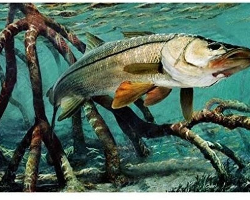 Inshore Fishing Charter in Rotonda West