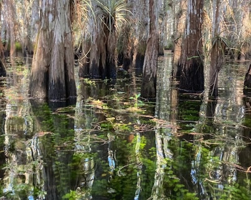 Full-Day Everglades Swamp Walk & Airboat Tour