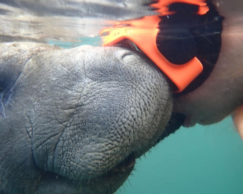 Small-Group Swim With Manatees Tour in Homosassa