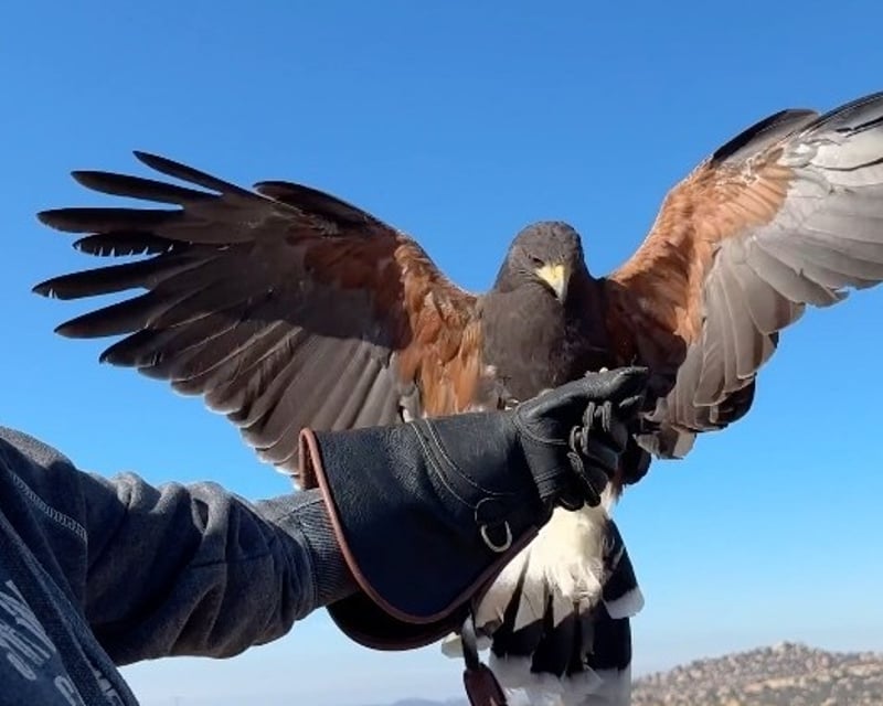 Escondido Falconry Experience With Lure Dive