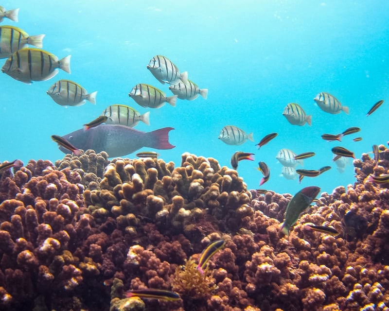 Private Panga Reef Snorkeling Tour in Los Cabos