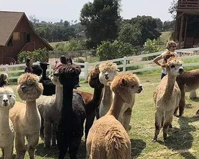 Alpaca Farm Tour in Carpinteria