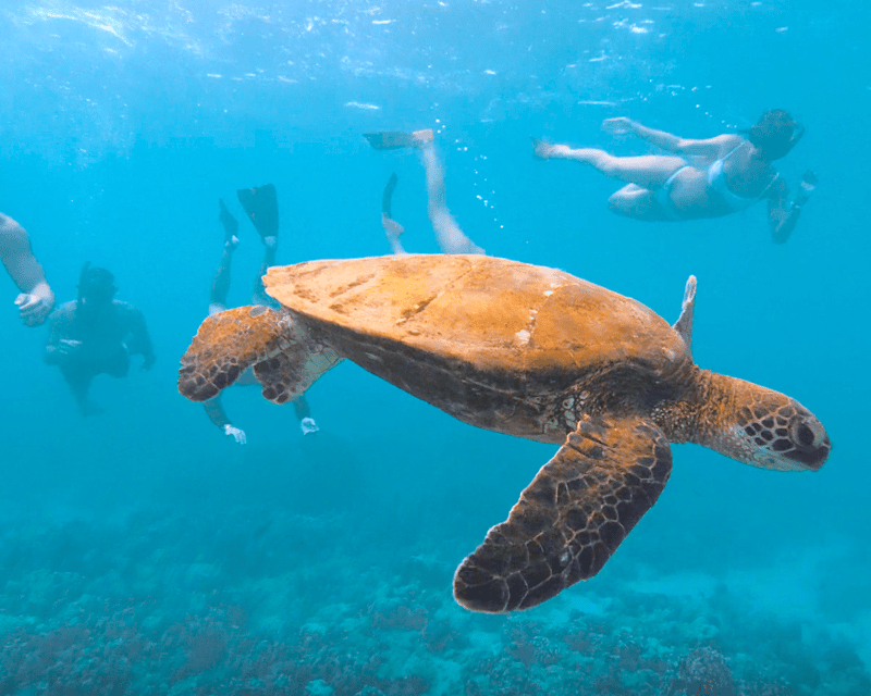 2-Hour Ko Olina Snorkel Cruise