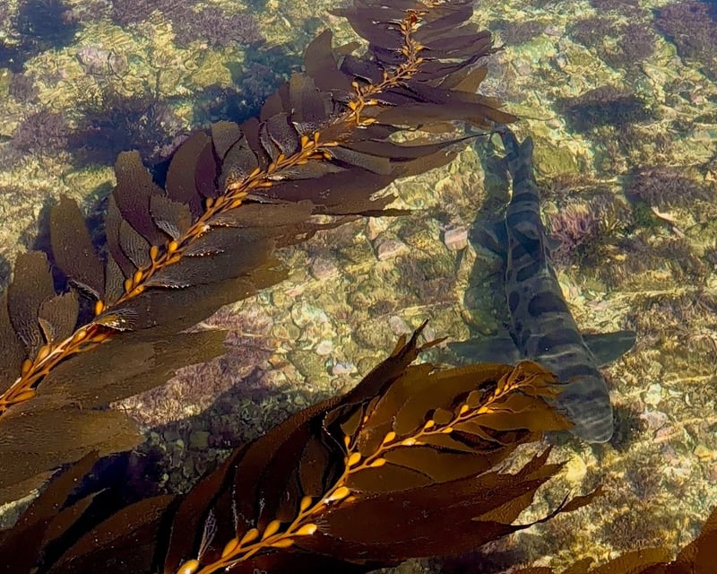 Paddle a Leopard Shark Tour in Rancho Palos Verdes