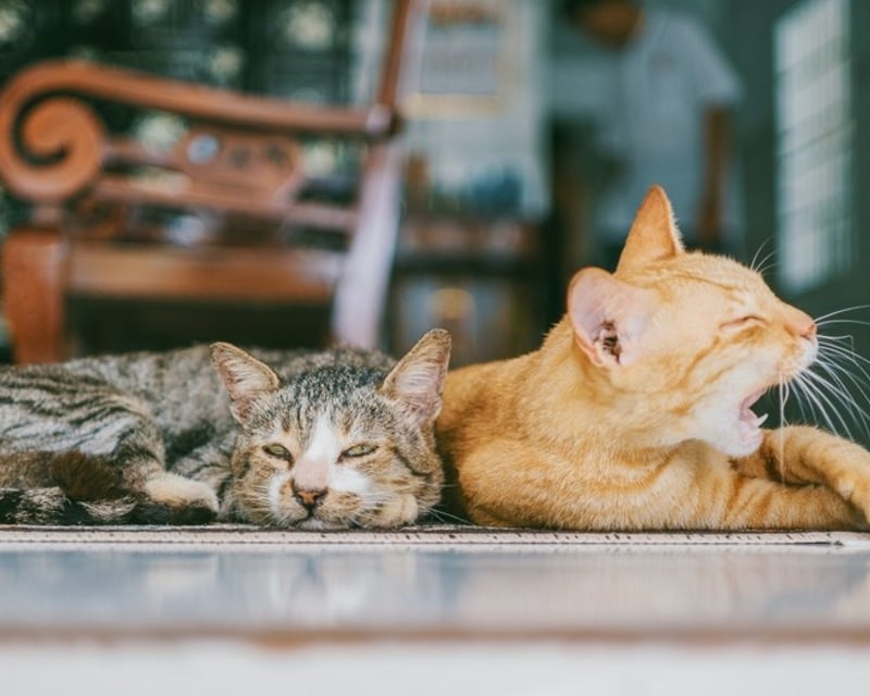 Cat Café Lounge Visit with Adoptable Cats in Reno