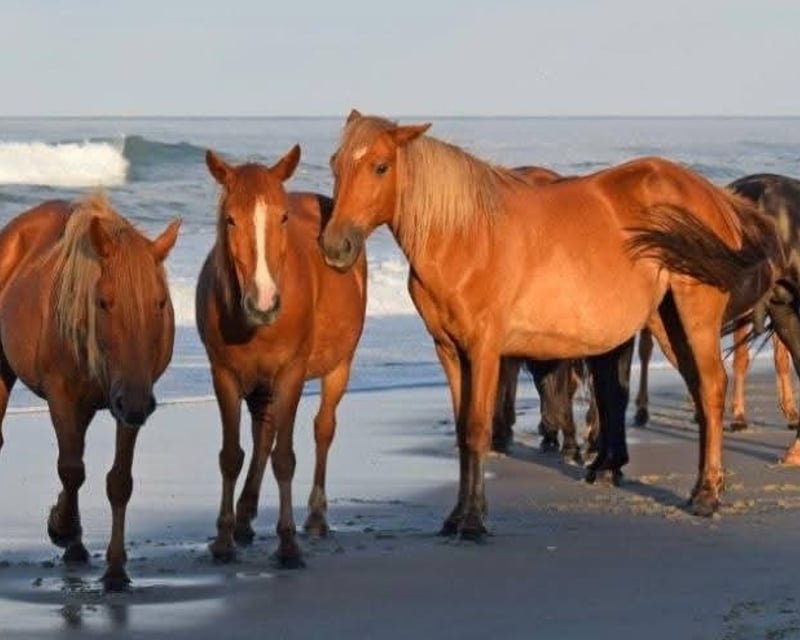 Open-Air Truck Beach & Horse Tour in Corolla