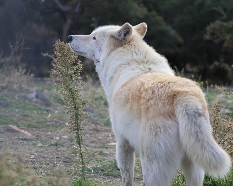 Julian Wolf Conservation Guided Tour
