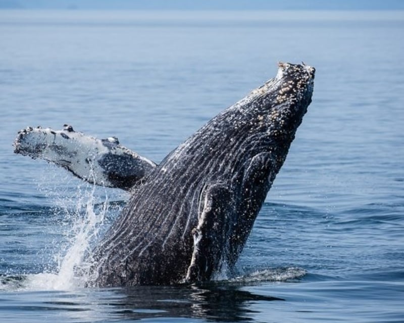 Ketchikan Wildlife Cruise