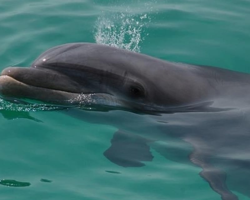 Private Dolphin Snorkeling Tour in St. Andrews Bay