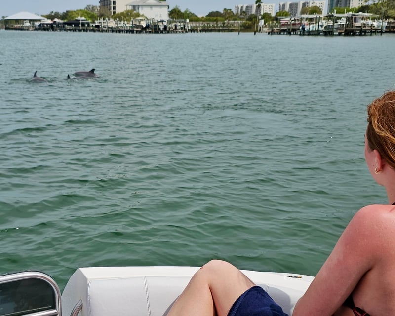 3-Hour Dolphin Cruise in Orange Beach