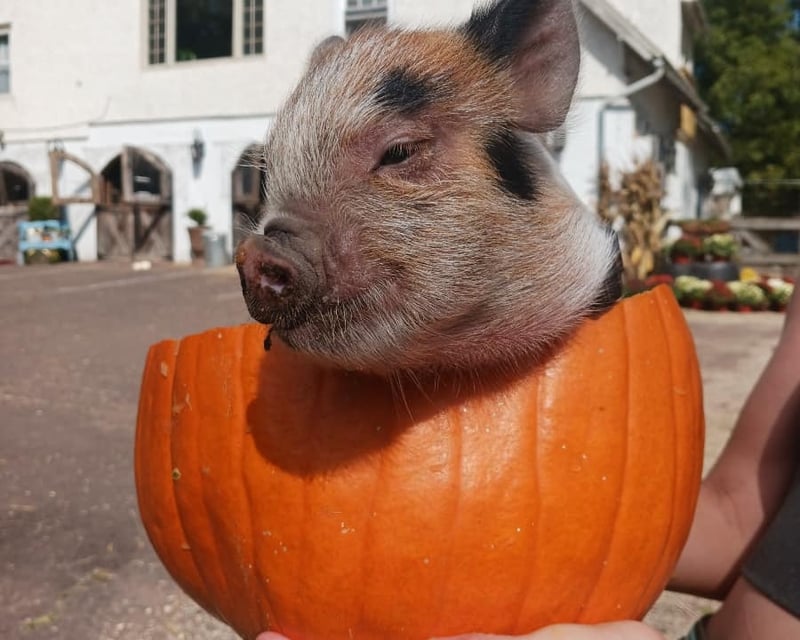 Fall Farm Festival Craft Workshop in Dresher