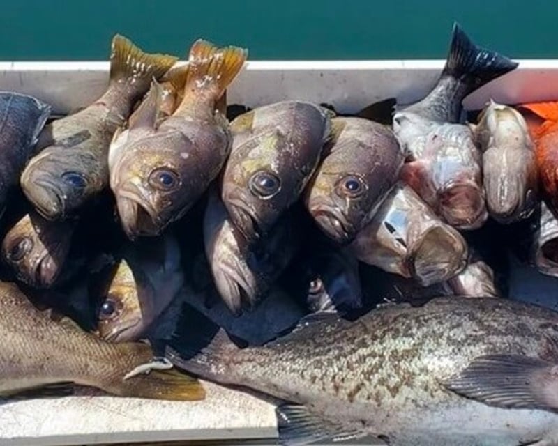 Santa Cruz Afternoon Rockfish & Lingcod Charter