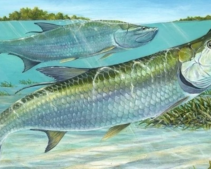 Boca Grande Tarpon Fishing Charter