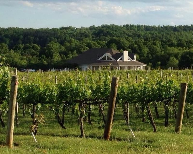 Private Guided Horseback Ride at Pollak Vineyards
