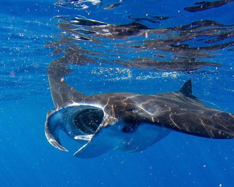 Morning Manta Ray Snorkel & Whale Watch in Kailua-Kona
