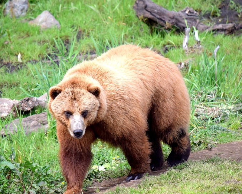 Guided Bear & Totem Tour in Sitka
